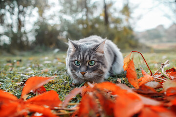 The cat hunts outdoors. Portrait of a fluffy, gray cat with green eyes.