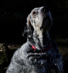 Sapphire the English Setter
