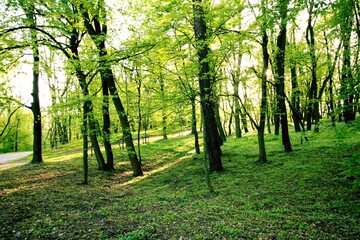 Forest during spring, Citadela Park in Poznan, Poland