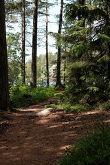 Forest in Sweden, Stockholm