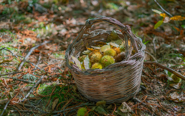 Chestnut harvest in wicker basket