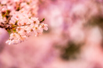 Beautiful cherry blossom, sakura flower, in Japan