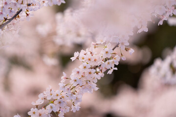 Beautiful cherry blossom, sakura flower, in Japan