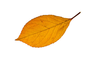 Fallen yellow leaf isolated on a white background 