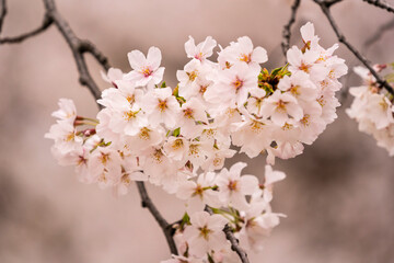 Beautiful cherry blossom, sakura flower, in Japan