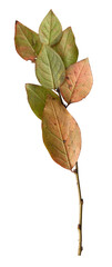 Plant branch with leaves isolated on white background