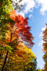 Beautiful fall colors in the trees under bright blue skies with white clouds in Warren County, Pennsylvania, USA on a sunny fall day