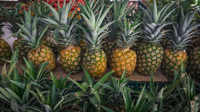 Image of harvested pineapples displayed, ready to sell