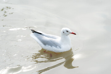 seagull in flight on tropical beach and coastline