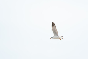 seagull in flight on tropical beach and coastline