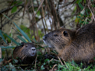 Muskrat Rat National Park France 