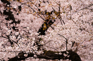 Beautiful cherry blossom, sakura flower, in Japan