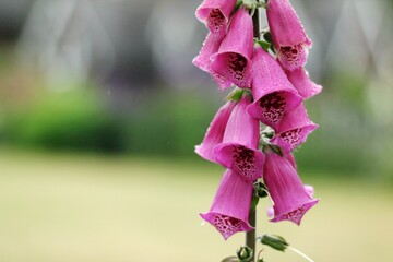 Bell shape flower - pink foxglove