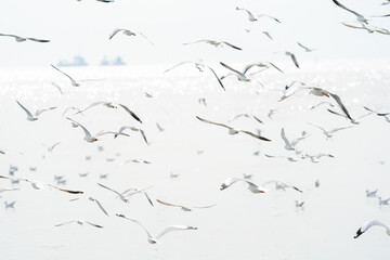 flying seagulls in coastline of tropical sea in Thailand