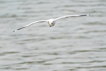 flying seagulls in coastline of tropical sea in Thailand