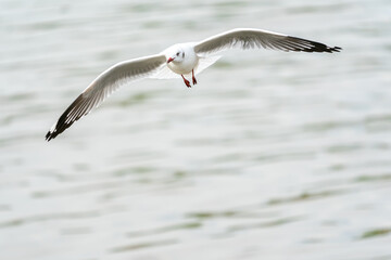 flying seagulls in coastline of tropical sea in Thailand