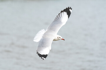 seagull in flight on tropical beach and coastline