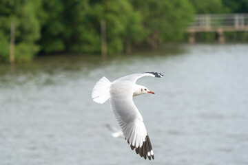 Fototapeta na wymiar seagull in flight on tropical beach and coastline