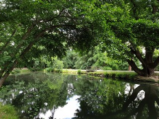 lake in the forest