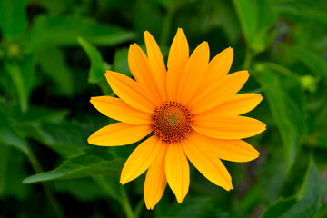 A sunny flower can be enjoyed in a period when many plants have already blossomed.