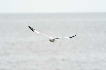 seagull in flight on tropical beach and coastline