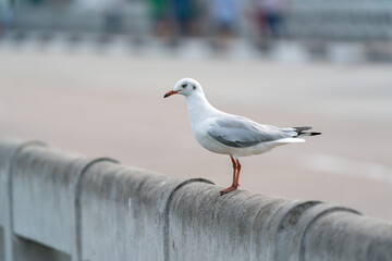flying seagulls in coastline of tropical sea in Thailand