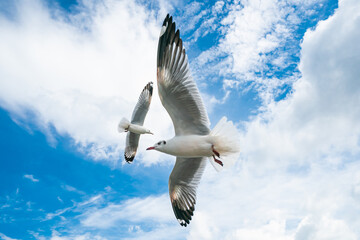 flying seagulls at tropical coast