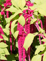 Amaranthus caudatus or love-lies-bleeding with long tail of drooping red tiny blooms between large...