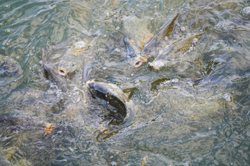 fish swimming in the water