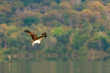 flying hawk in natural park with tropical forest background