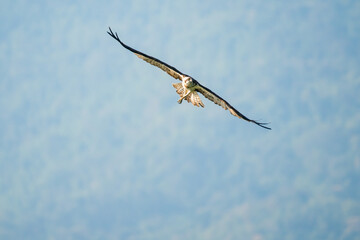flying hawk in natural park with tropical forest background