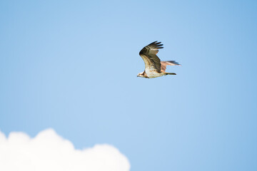 flying hawk in natural park with tropical forest background