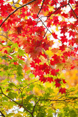 紅葉