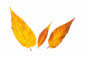 ケヤキの落ち葉