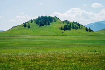 Beautiful sunny landscape with green forest mountain behind vast field with long wood fence. Hill with coniferous trees on top. Vivid scenery with grasses on flat field in mountains. Scenic view.