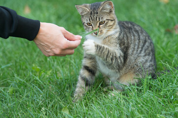 human provide a hand for a paw of pet play outside on green grass, human and animals