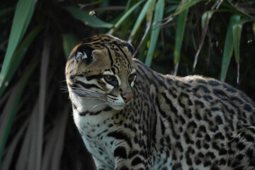 Ocelot dans la végétation