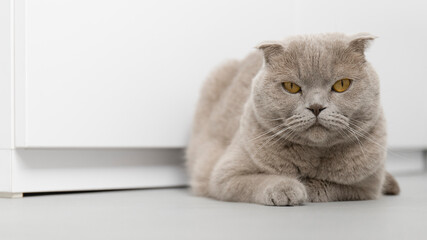 Fototapeta premium Unhappy cat in a white interior