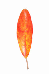 紅葉の葉
