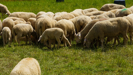 Visiting America, Antelope Park, Beautiful Mountains, Great Valley and more