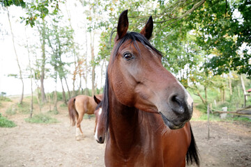 Close up of a horse. Nature landscape. Nature background. Horse in Natural environment in sunshine