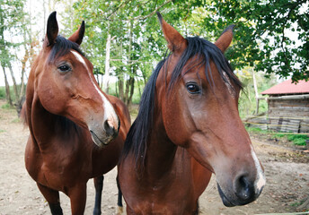 Fototapeta premium Close up of a horse. Nature landscape. Nature background. Horse in Natural environment in sunshine