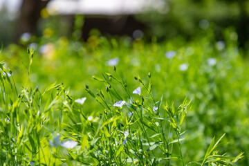 A field of flax blossoms (linen flowers) in the rays of the summer sun.