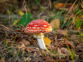 toadstool with its red hat and white dots stands on the forest floor