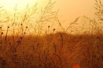 zachód słońca nad łąką
