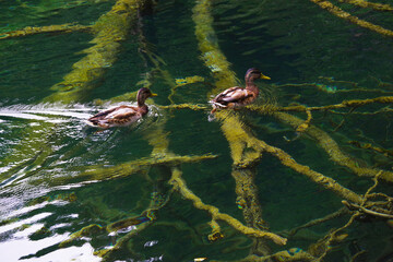 Colorful duck swimming in Plitvice Lakes in Croatia, Europe