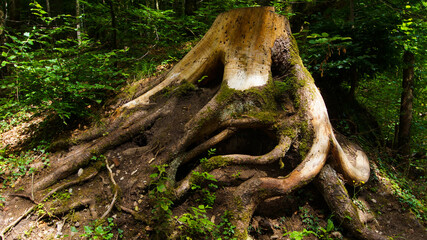 Obraz premium Beautiful tree trunk with moos - Wood - Gowing Plant - Forest - Green