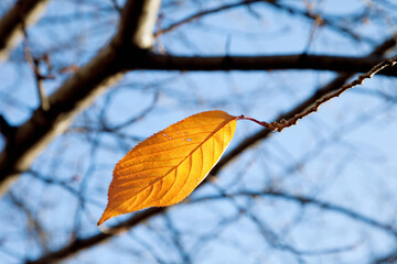 枝に残った最後の1枚の葉