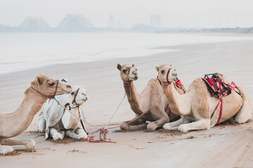 Cute camels resting at the beach in Ras Al Khaimah, UAE	