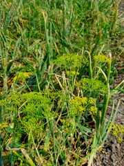 fennel saunf plant grown in Indian village farm